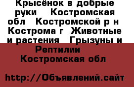 Крысёнок в добрые руки. - Костромская обл., Костромской р-н, Кострома г. Животные и растения » Грызуны и Рептилии   . Костромская обл.